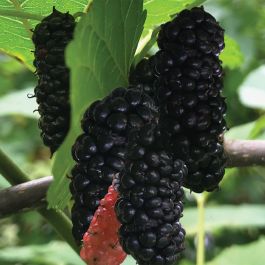 Trader Everbearing Mulberry - Fruits And Berries | Veseys