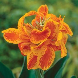 Taroudant Canna Lily - Flowers And Bulbs | Veseys
