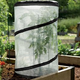 Tomato  86011-86011-image-86011-popup-