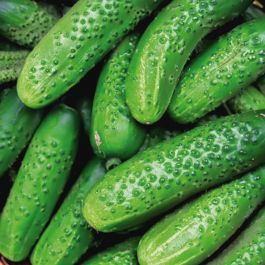 Calypso Cucumber - Vegetables | Veseys