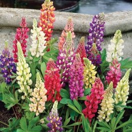 Red Russell Lupine Seeds     bin261