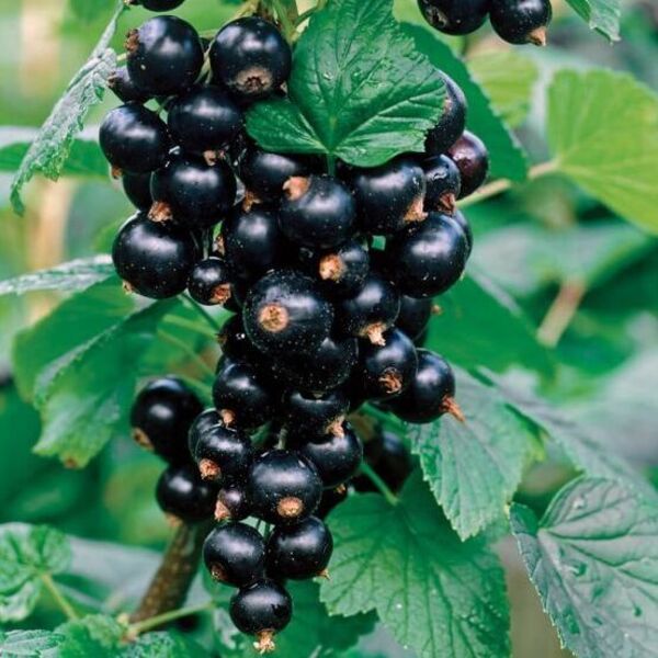 Titania Black Currant Fruits And Berries Veseys