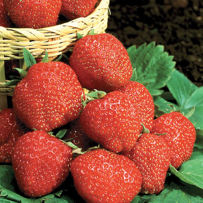 kent strawberry fruits and berries veseys