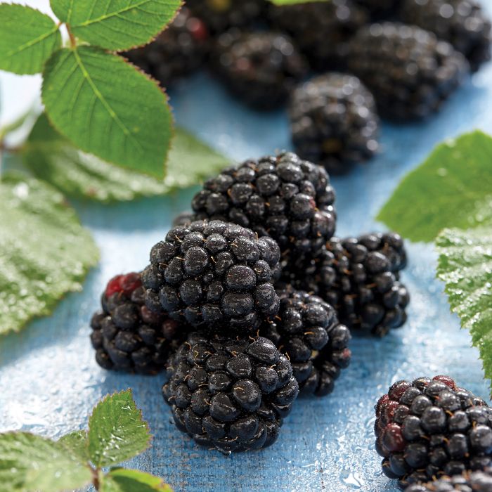 Chester Blackberry - Fruits And Berries | Veseys