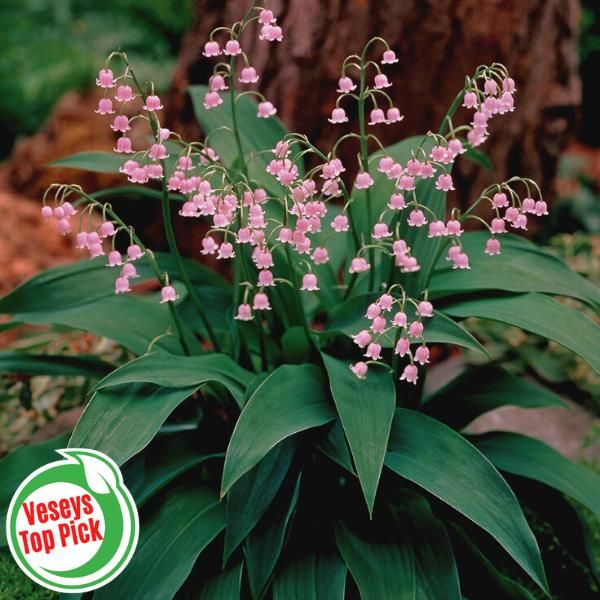 Pink Lily of the Valley