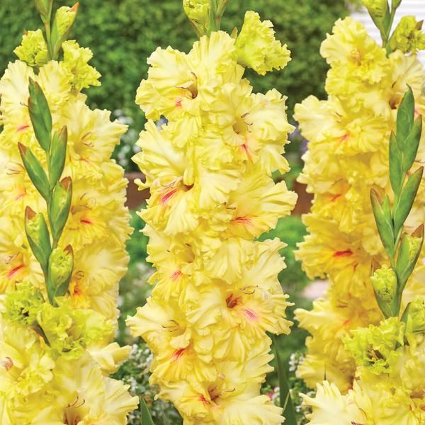 Build Me Up Buttercup Gladiolus