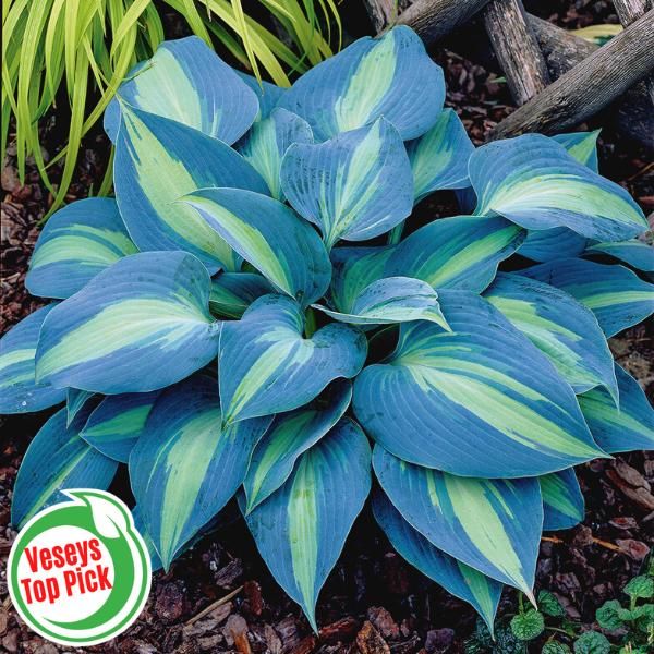 12+ Touch Of Class Hosta