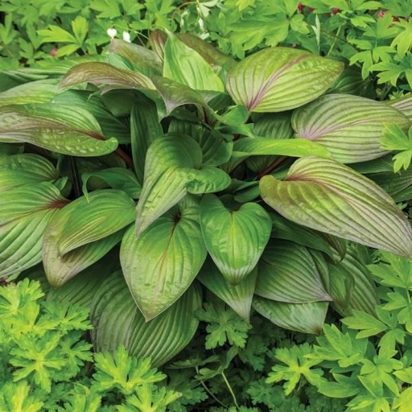 First Blush Hosta - Flowers And Bulbs | Veseys