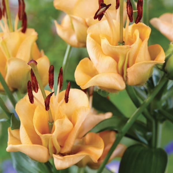 Apricot Fudge Lily - Flowers And Bulbs