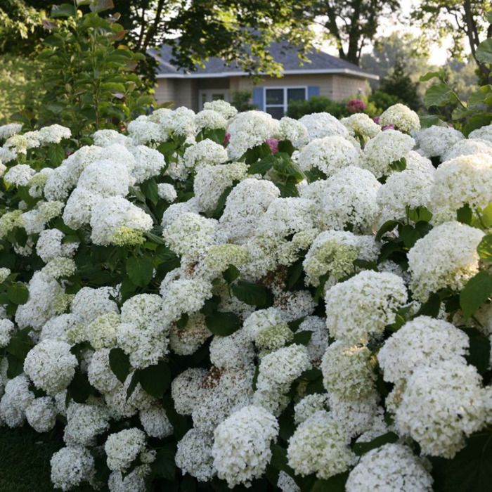 Incrediball Hydrangea Flowers And Bulbs Veseys
