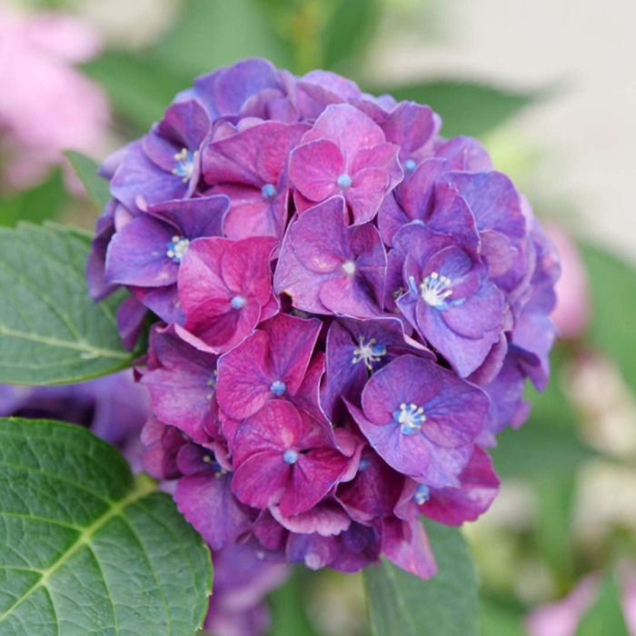 Image of Grumpy hydrangea 10