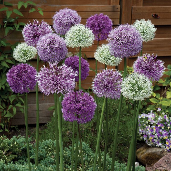 Giant allium clearance