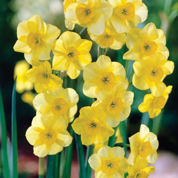 Narcissus Jonquil Daffodil