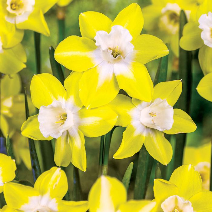 Jonquil Luminous Yellow Jonquil Luminous Yellow