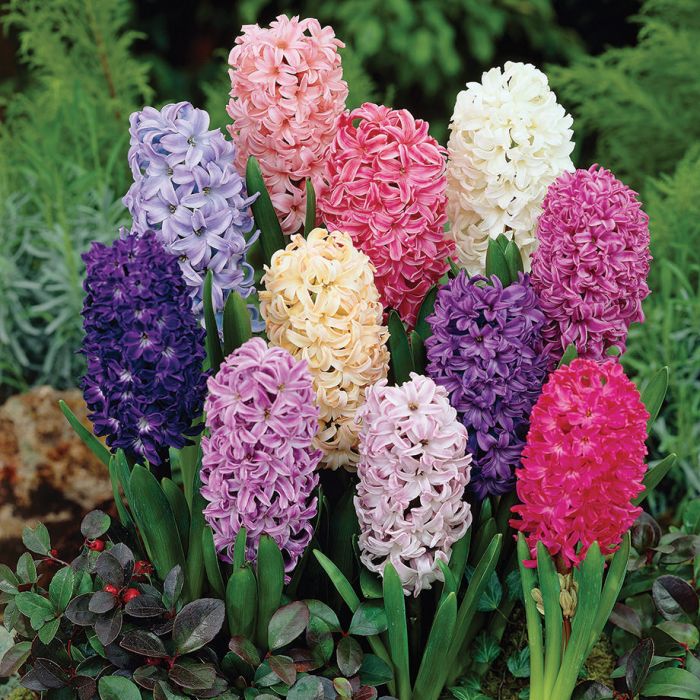 Hyacinth flower shop