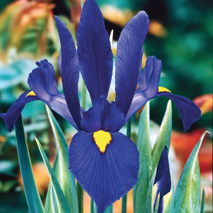 Dark Blue Specie Iris