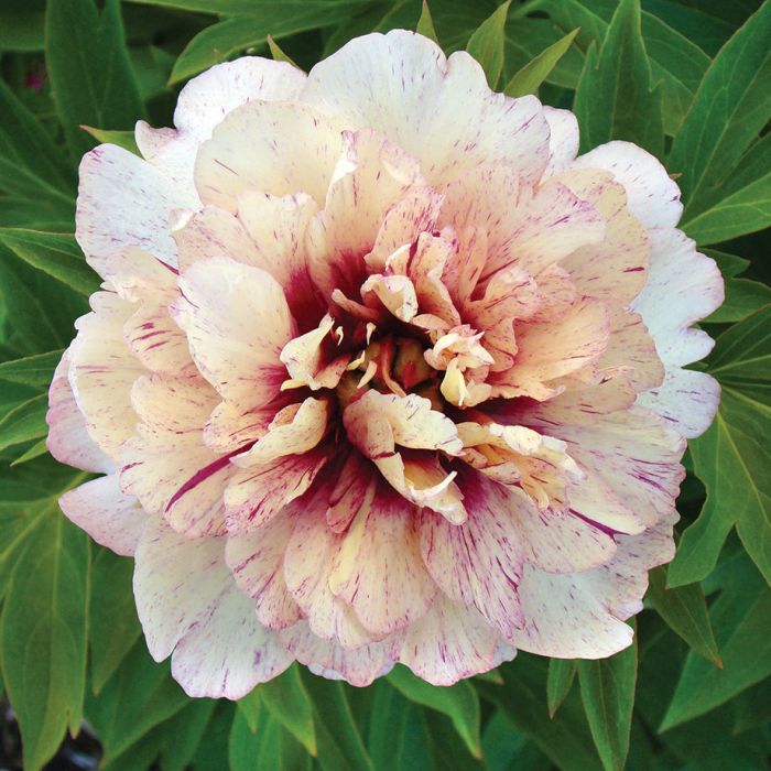 all that jazz peony flowers and bulbs veseys