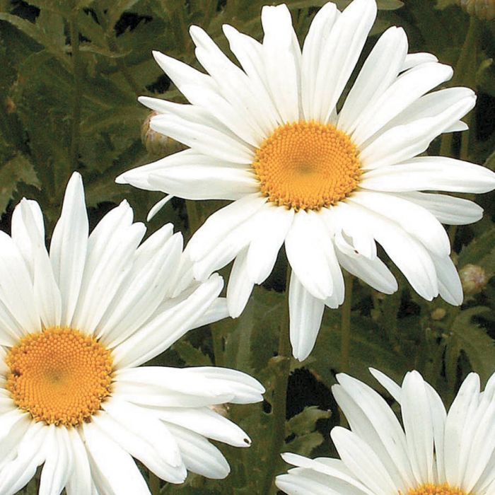 Alaska Shasta Daisy Flowers And Bulbs Veseys