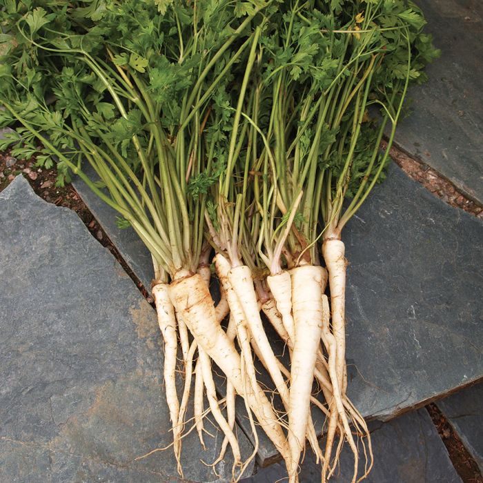 Arat Root Parsley Vegetables Veseys Arat Root Parsley Vegetables Veseys