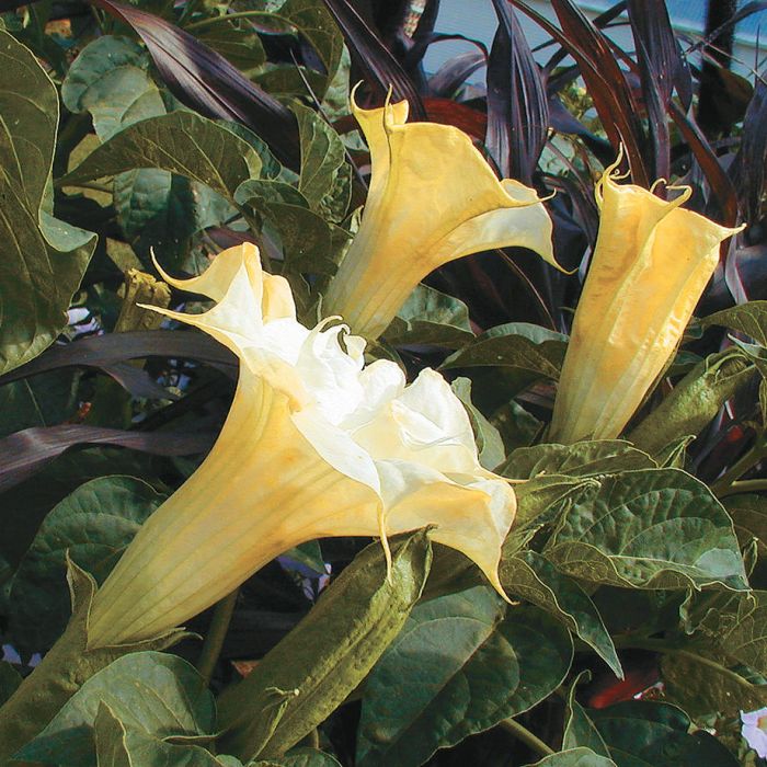 Ballerina Yellow Datura - Flowers And Bulbs | Veseys