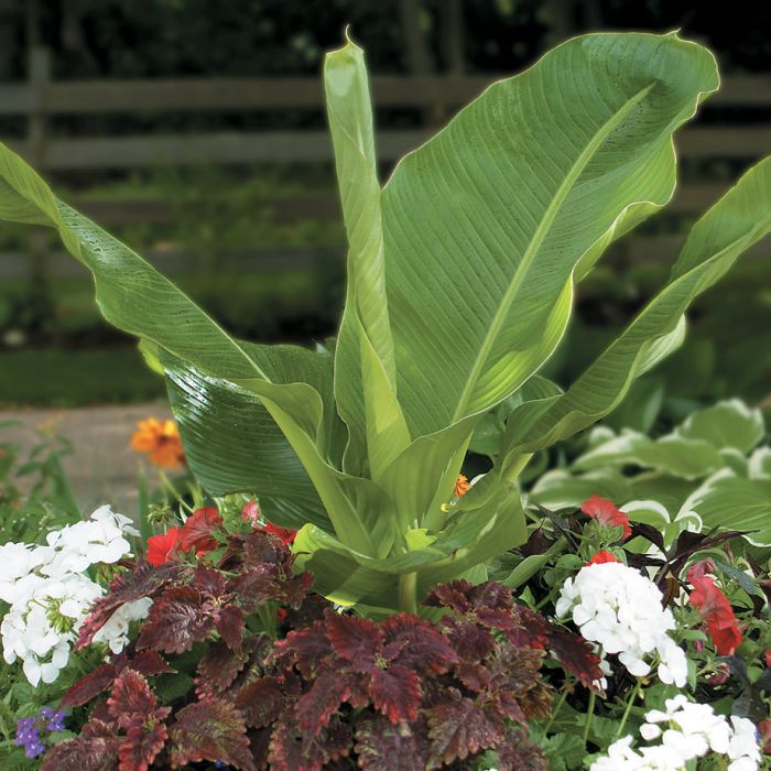 Banana Large Seeded Flowers And Bulbs Veseys Details