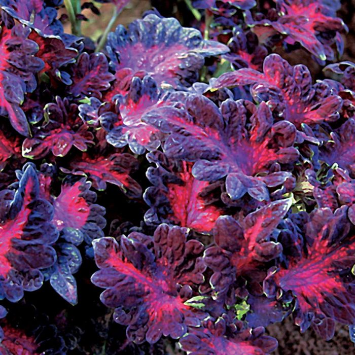 black dragon coleus flowers