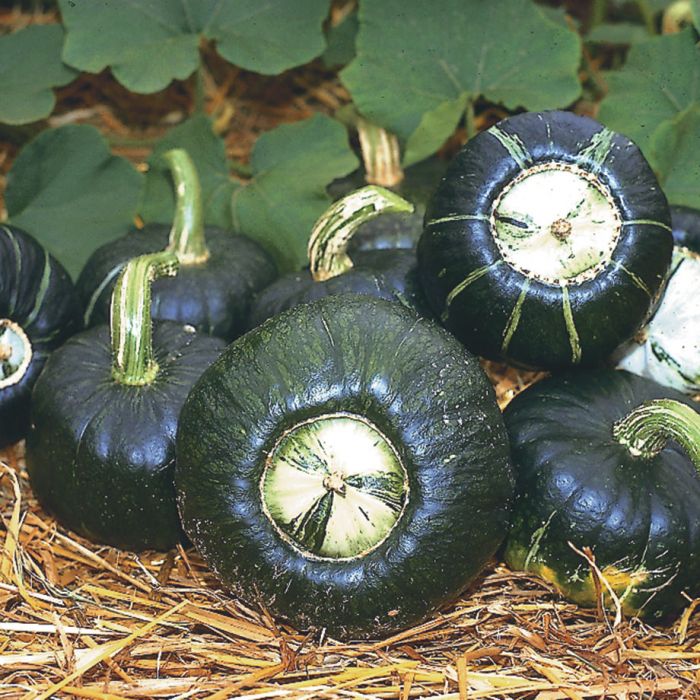 Featured image of post Steps to Make Buttercup Burgess Squash