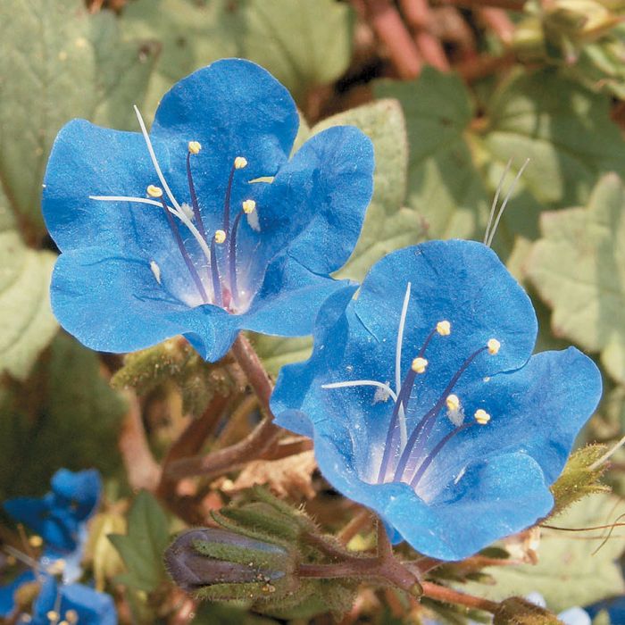 California Bluebell Phacelia Flower Seeds Veseys California Bluebell Phacelia 1