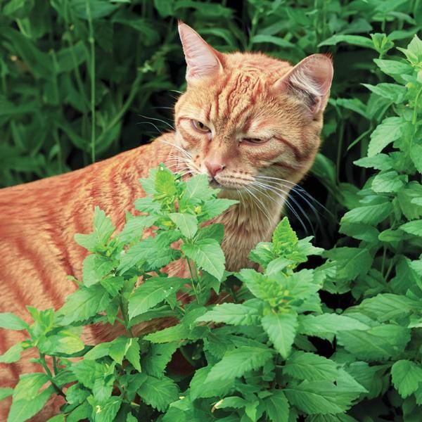 Catnip - Herbs