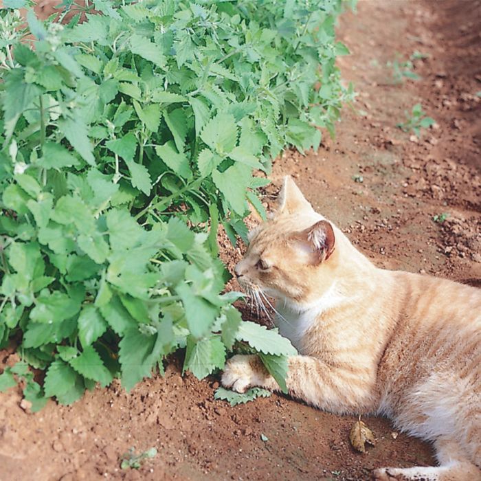 Catnip