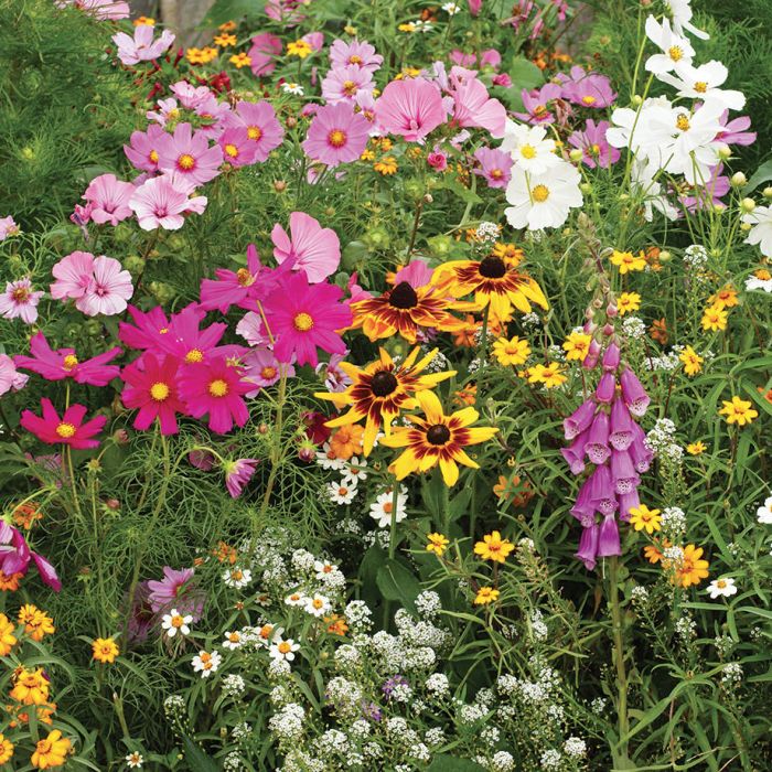 Cottage Garden Mix Wildflowers Flowers And Bulbs Veseys