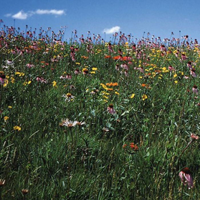drought tolerant mix wildflowers