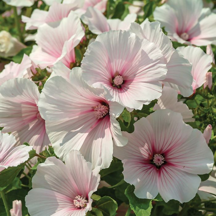 Dwarf Pink Blush Lavatera - Flowers And Bulbs