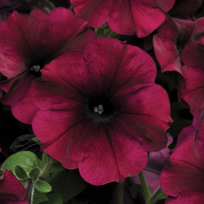 Easy Wave Burgundy Velour Petunia Flower Seeds Veseys Details
