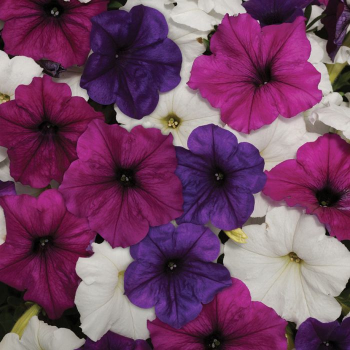 Easy Wave Great Lakes Mix Petunia Flower Seeds Veseys Details