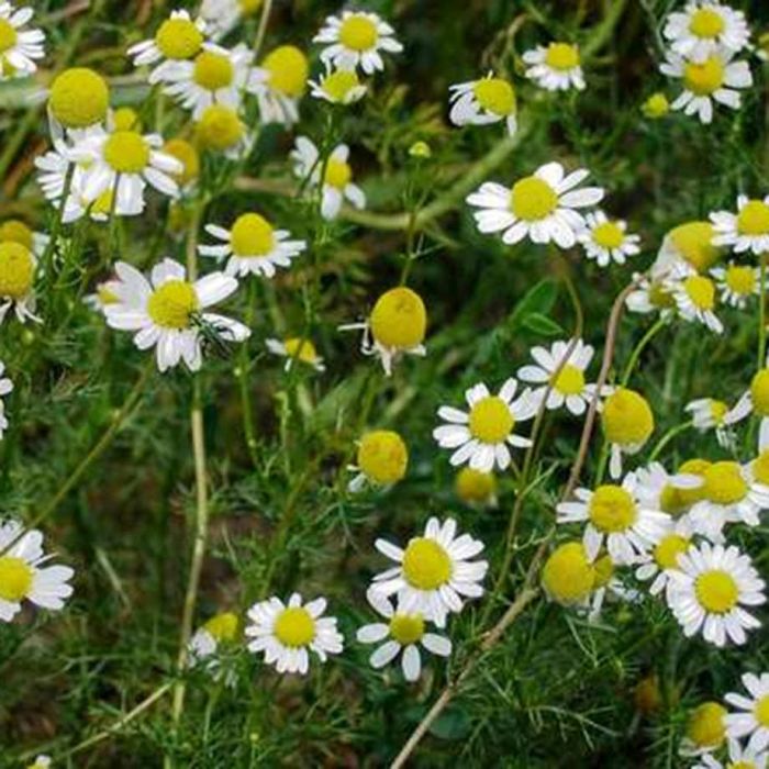 german chamomile herbs veseys