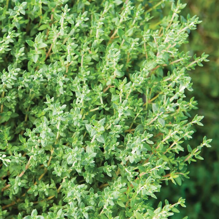 German Thyme