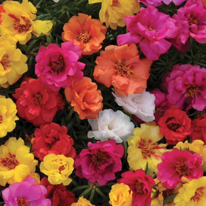 Double Flowered Moss Rose Seeds - Annual