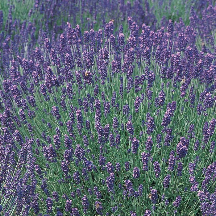 Lavande hidcote blue - Lavandula angustifolia