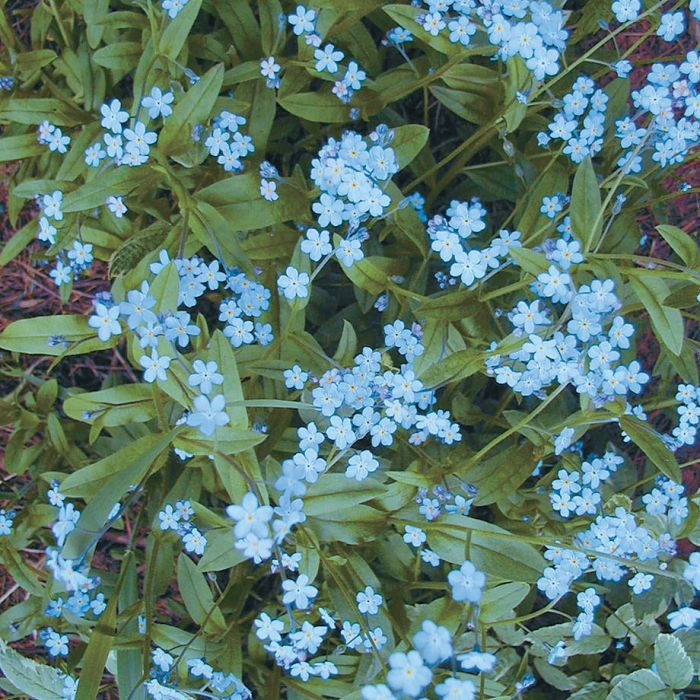 Sky Blue Forget Me Not Flowers And