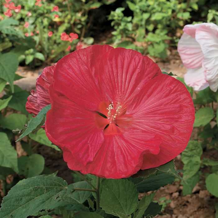 Luna Red Hibiscus - Flowers And Bulbs | Veseys