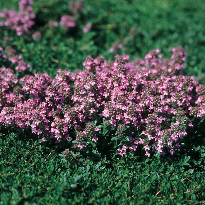 Magic Carpet Thyme Herbs Veseys