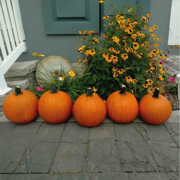 Sunrise Pumpkin