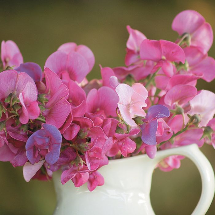 Pearl Mix Sweet Pea Flowers And Bulbs Veseys