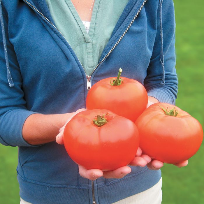 Primo Red Tomato Vegetables Veseys