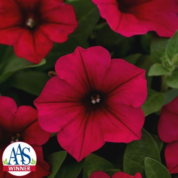 Carmine Velour Wave Petunia - Flower Seeds | Veseys