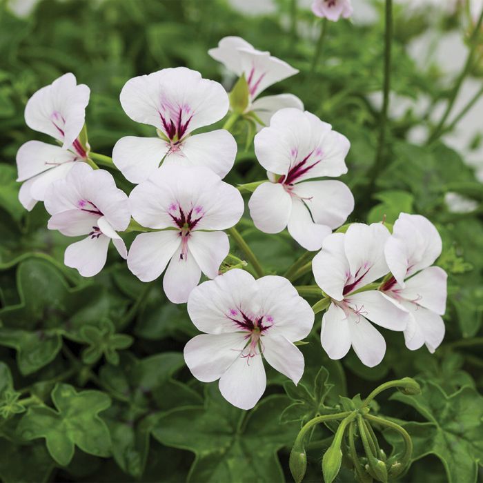 Reach Out White Geranium - Flowers And Bulbs