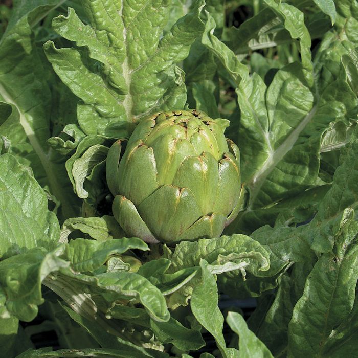 Tavor Organic Artichoke Vegetables Veseys Details