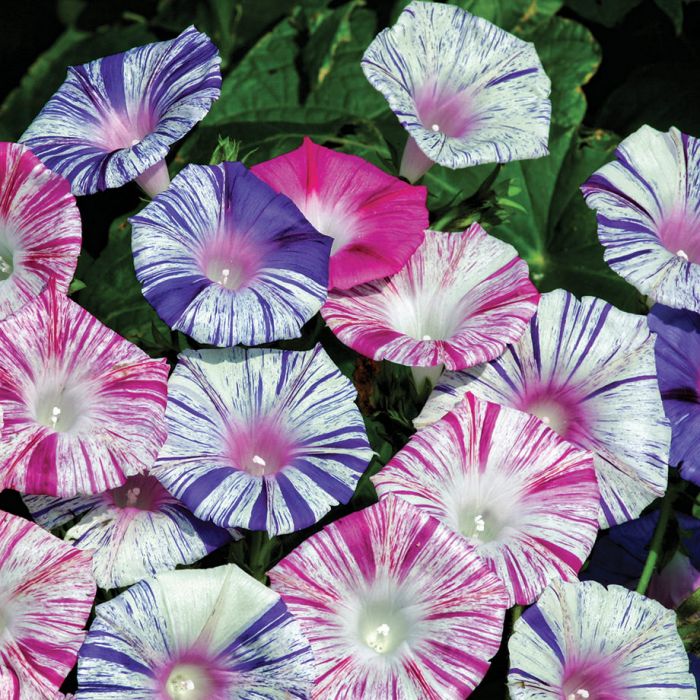 Morning Glory Wikipedia Morning Glory Flower Seeds Heavenly Blue Heirloom Untreated Non Gmo From Canada