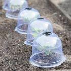 Garden Cloches Medium